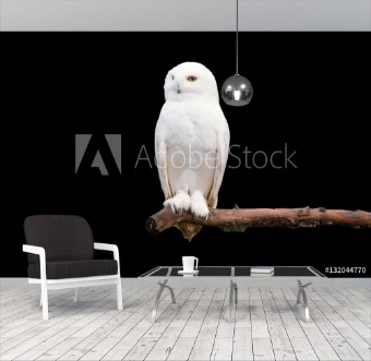 Picture of Schneeeule auf dem Ast Bubo scandiacus